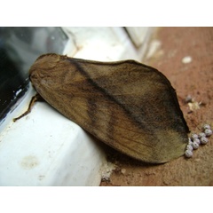 /filer/webapps/moths/media/images/S/subfascia_Pachyna_AF_Bygott.jpg
