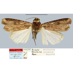 /filer/webapps/moths/media/images/J/jouanini_Stilbotis_HT_MNHN.jpg