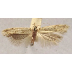 /filer/webapps/moths/media/images/D/diversa_Aristotelia_HT_TMSA.jpg