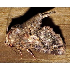 /filer/webapps/moths/media/images/T/transversata_Pataeta_A_Braun_10.jpg