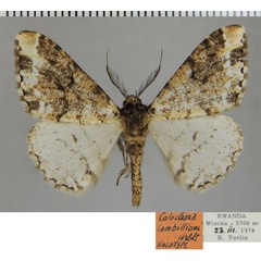 /filer/webapps/moths/media/images/L/lambillioni_Colocleora_HT_ZSM.jpg