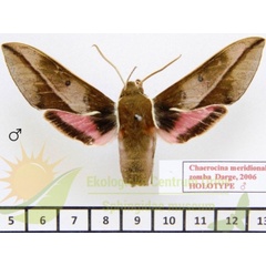 /filer/webapps/moths/media/images/Z/zomba_Chaerocina_HTM_SMCR_01.jpg
