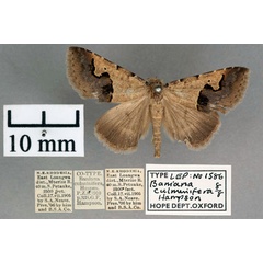 /filer/webapps/moths/media/images/C/culminifera_Baniana_STM_OUMNH_01.jpg