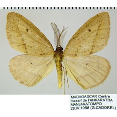 /filer/webapps/moths/media/images/S/sparsipuncta_Hylemera_AM_ZSMa.jpg