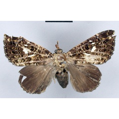 /filer/webapps/moths/media/images/T/tetrhemicycla_Tolna_HT_ZMHB.jpg