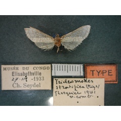 /filer/webapps/moths/media/images/S/stratifica_Pyralidoxa_HT_RMCA_02.jpg