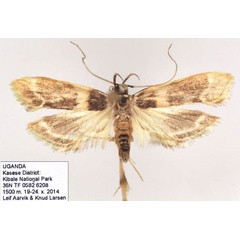 /filer/webapps/moths/media/images/C/cochliana_Dragmatucha_HT_NHMO.jpg