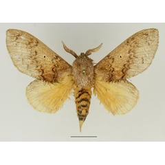 /filer/webapps/moths/media/images/R/rufescens_Gastroplakaeis_AM_Basquin_02.jpg