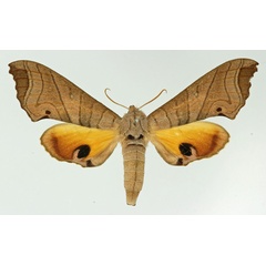 /filer/webapps/moths/media/images/M/meander_Gynoeryx_AF_Basquin.jpg