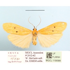 /filer/webapps/moths/media/images/D/distigmata_Cragia_A_MGCLa_01.JPG