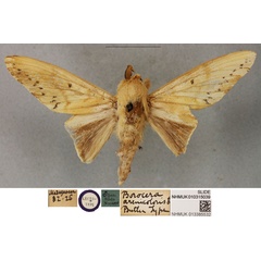 /filer/webapps/moths/media/images/A/arenicoloris_Borocera_LTM_BMNH.jpg