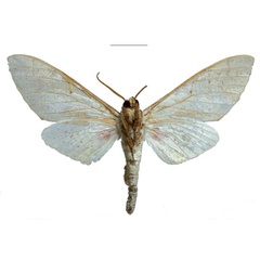 /filer/webapps/moths/media/images/K/kingstoni_Neoclanis_PTM_EMEM_02b.jpg