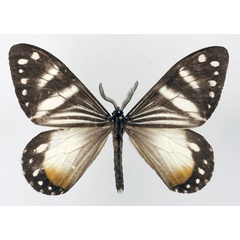 /filer/webapps/moths/media/images/P/planax_Otroeda_AM_Basquina.jpg