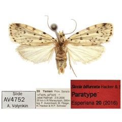 /filer/webapps/moths/media/images/B/bifurcata_Siccia_PTM_Saldaitis.jpg