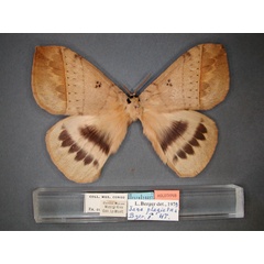 /filer/webapps/moths/media/images/P/plagiatus_Jana_HT_RMCA_01.jpg