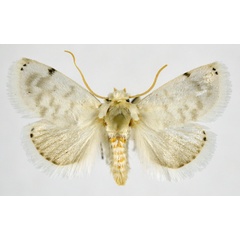 /filer/webapps/moths/media/images/S/sinistra_Niphadolepis_AF_NHMO.jpg