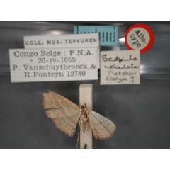 /filer/webapps/moths/media/images/N/nebulata_Scopula_AT_RMCA_01.jpg