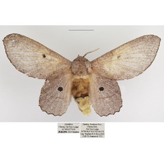 /filer/webapps/moths/media/images/L/lila_Sonitha_AF_TMSA_01.jpg