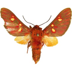 /filer/webapps/moths/media/images/B/batesi_Balacra_AM_MCJM.jpg