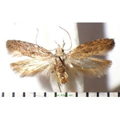 /filer/webapps/moths/media/images/T/tremata_Anarsia_AF_Bippus.jpg