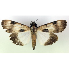 /filer/webapps/moths/media/images/M/melaleuca_Audea_A_RMCA.jpg