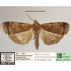 /filer/webapps/moths/media/images/A/africana_Pseudoscrancia_A_MGCLa_02.JPG