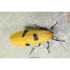 /filer/webapps/moths/media/images/G/griveaudi_Eilema_A_Bippus_01.jpg