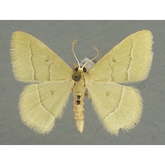 /filer/webapps/moths/media/images/A/attenuata_Chlorissa_AM_TMSA.jpg