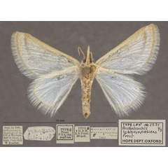 /filer/webapps/moths/media/images/S/subbrunnescens_Hemidromodes_HTF_OUMNHb_01.jpg