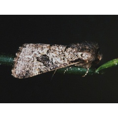 /filer/webapps/moths/media/images/A/aenigma_Leucochlaena_A_Roland_01.jpg