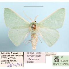 /filer/webapps/moths/media/images/D/discolor_Paraprasina_A_MGCLa_01.JPG