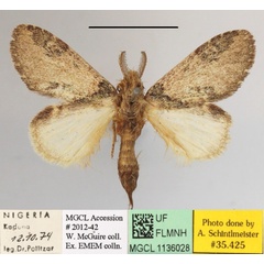 /filer/webapps/moths/media/images/C/congoana_Desmeocraera_A_MGCLa_02.JPG