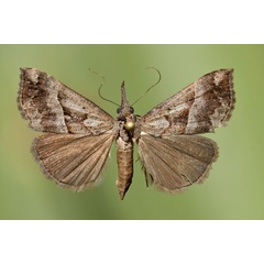 /filer/webapps/moths/media/images/T/tetrasticta_Hypena_A_Butler.jpg