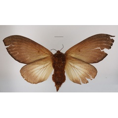 /filer/webapps/moths/media/images/E/enigmatica_Grellada_AF_MGCLb_01.JPG
