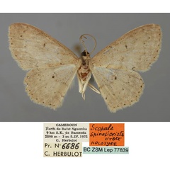 /filer/webapps/moths/media/images/S/spinosicrista_Scopula_HT_ZSM_01.jpg