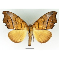 /filer/webapps/moths/media/images/A/aurivilliusi_Archinadata_AF_Basquin.jpg
