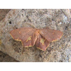 /filer/webapps/moths/media/images/R/rubripennis_Chrysocraspeda_A_Guyonnet.jpg