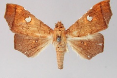 Episparis sponsata