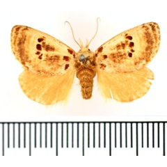 /filer/webapps/moths/media/images/L/lacides_Lepidorytis_AF_BMNH.jpg