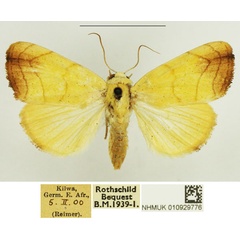 /filer/webapps/moths/media/images/D/discophora_Xanthodes_AF_NHMUK_02.jpg