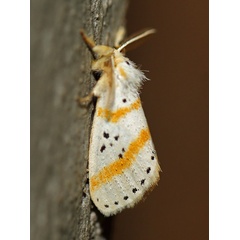 /filer/webapps/moths/media/images/S/sexpunctata_Lacipa_A_Voaden.jpg