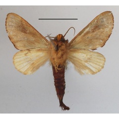 /filer/webapps/moths/media/images/T/tessmanni_Scalmicauda_A_MGCLb_01.JPG