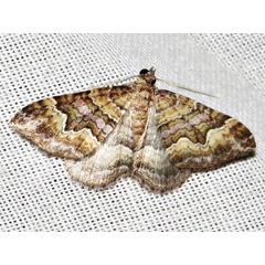 /filer/webapps/moths/media/images/E/explanata_Mimoclystia_A_Braun_01.jpg