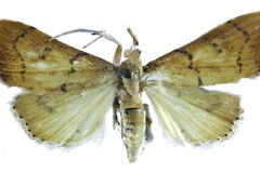 Ptychopseustis umbroterminalis