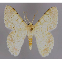 /filer/webapps/moths/media/images/S/signifrontaria_Pingasa_A_ZSM_01.jpg