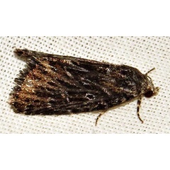 /filer/webapps/moths/media/images/C/carcaroda_Hadjina_A_Braun_03.jpg