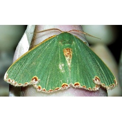/filer/webapps/moths/media/images/D/devocata_mozambica_Heterorachis_A_Braun_01.jpg