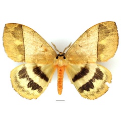 /filer/webapps/moths/media/images/E/eurymas_Jana_AM_Basquin_01.jpg