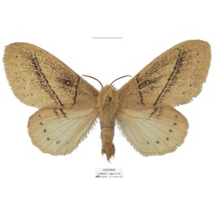 /filer/webapps/moths/media/images/O/orientalis_Philotherma_AT_Basquina.jpg