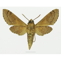 /filer/webapps/moths/media/images/D/diyllus_Hippotion_AM_Basquin_01b.jpg